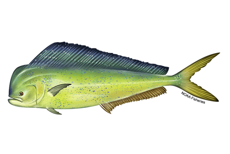 640x427-Mahimahi-NOAAFisheries.png