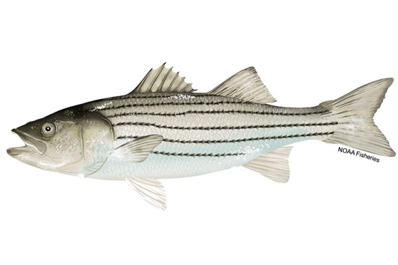 640x427-StripedBass-NOAAFisheries.png