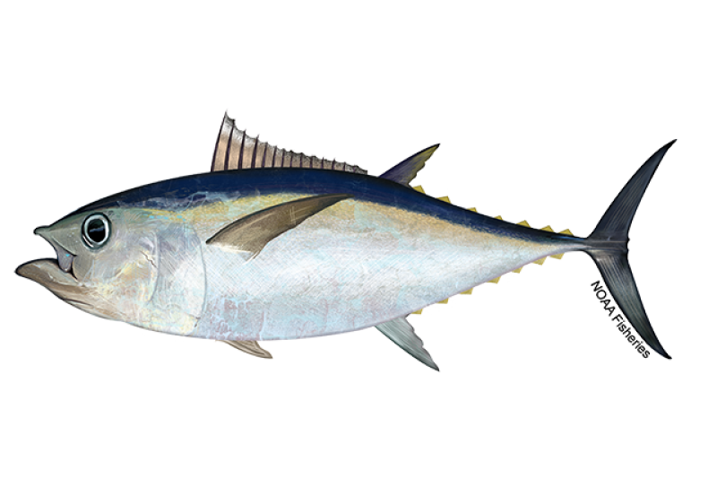 640x427-Tuna-Bigeye-NOAAFisheries.png