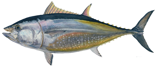Bluefin.png
