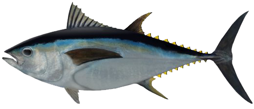 big_eye_tuna.png