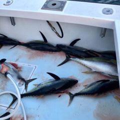 beach haven fishing 7 20200612