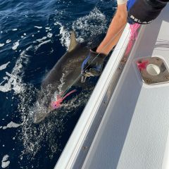 lbi fishing  14 20220111